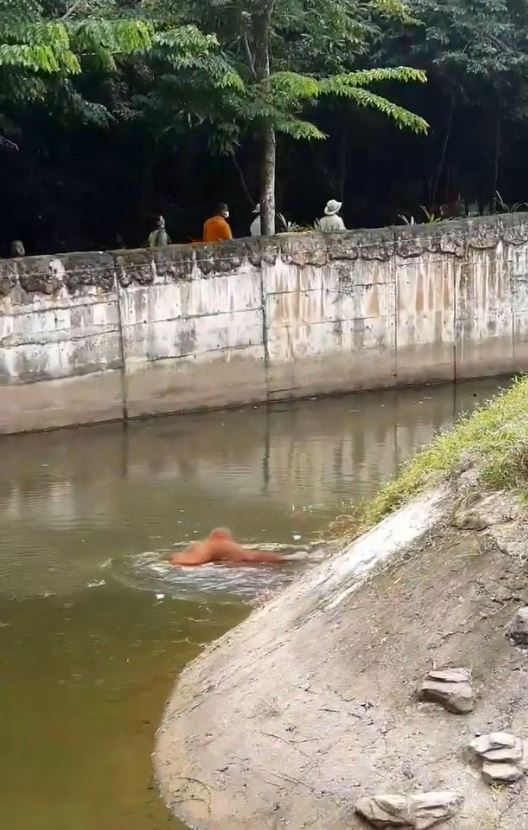 Brave zoo staff rescue drowning orangutan and perform CPR to revive it 5