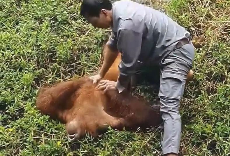 Brave zoo staff rescue drowning orangutan and perform CPR to revive it 6