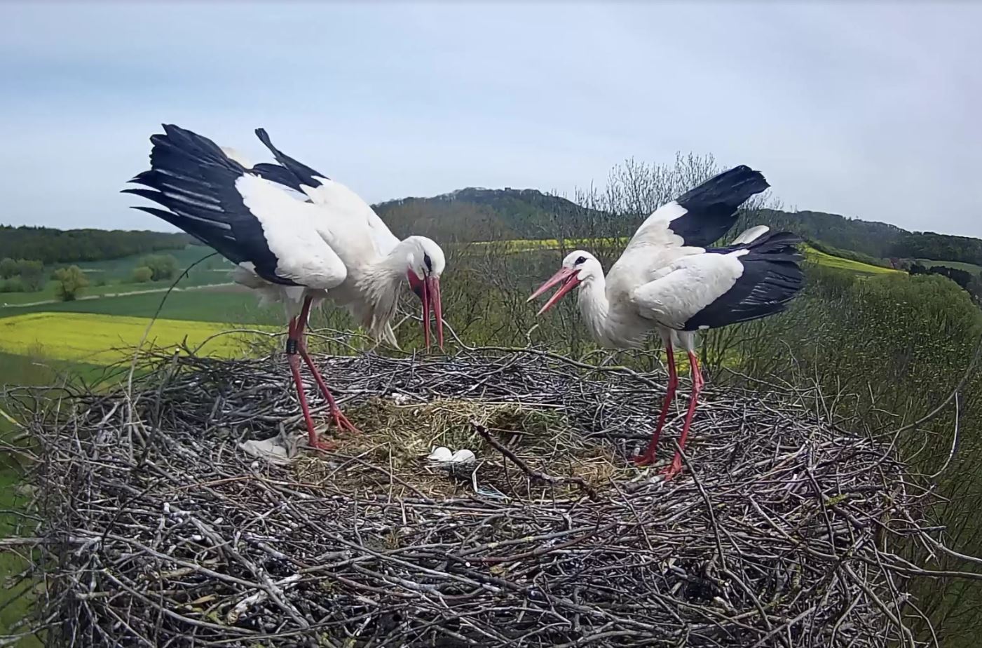 Husband Stork returns home with a considerate present for his wife 1