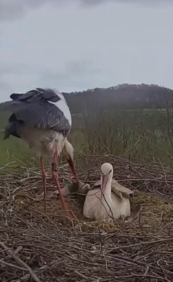 Husband Stork returns home with a considerate present for his wife 2