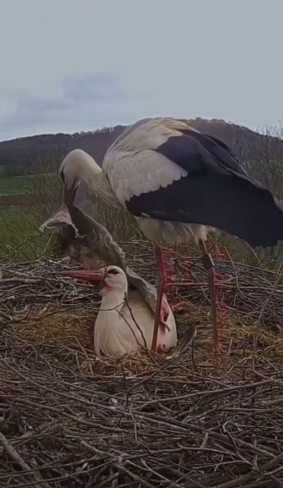 Husband Stork returns home with a considerate present for his wife 3