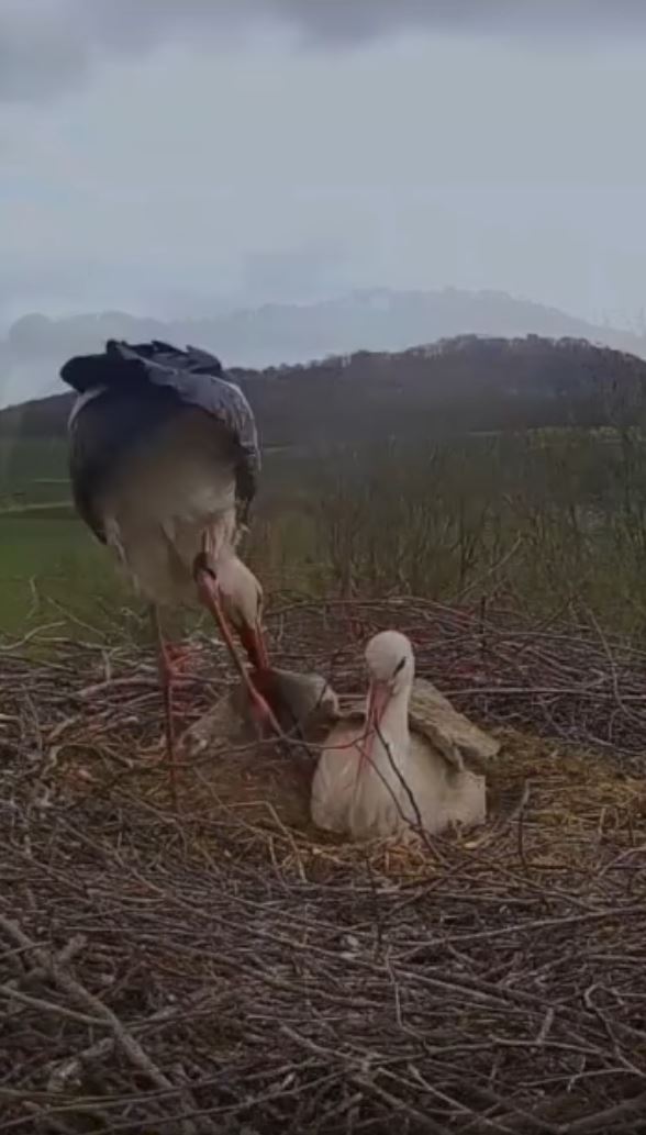 Husband Stork returns home with a considerate present for his wife 4