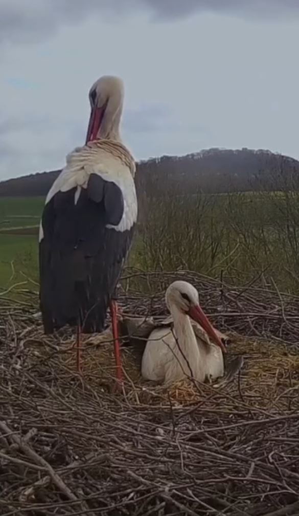 Husband Stork returns home with a considerate present for his wife 5