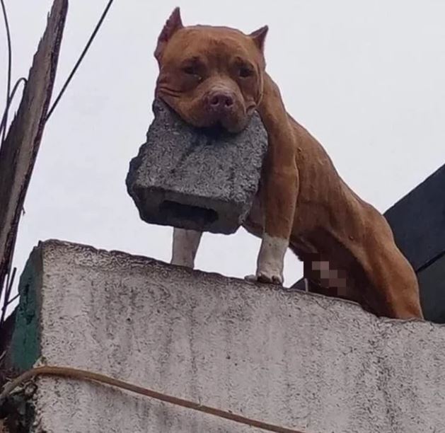 Man arrested after teaching his dog to throw bricks at doorbell ringers 1