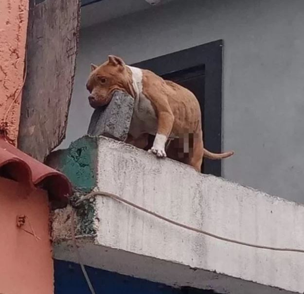 Man arrested after teaching his dog to throw bricks at doorbell ringers 2