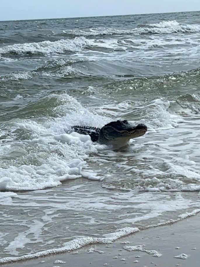 Tourists terrified by massive alligator: 'It's like a beach and zoo at the same time' 1