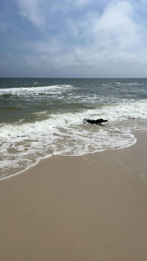 Tourists terrified by massive alligator: 'It's like a beach and zoo at the same time' 2