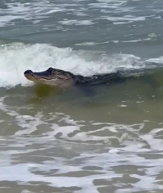 Tourists terrified by massive alligator: 'It's like a beach and zoo at the same time' 3