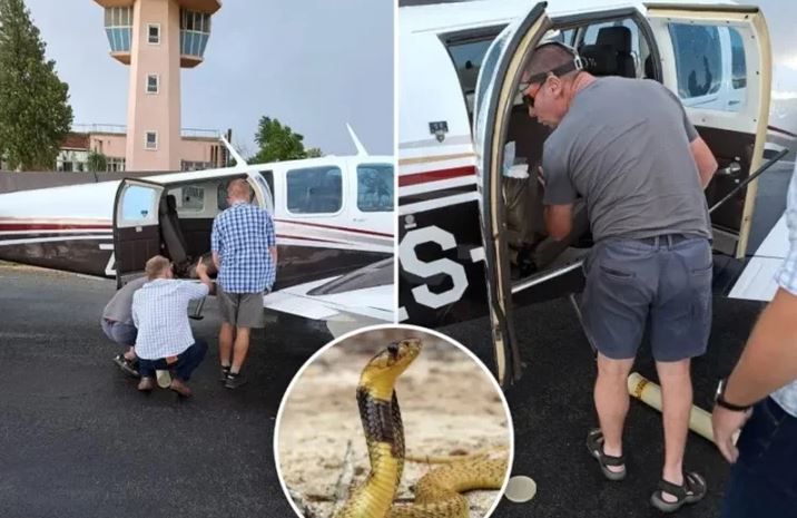 Venomous cobra spotted during flight and handled with care by pilot 4