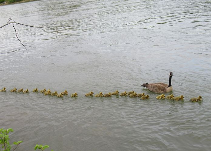 Mother goose takes care of 47 goslings, ensuring their safety 1
