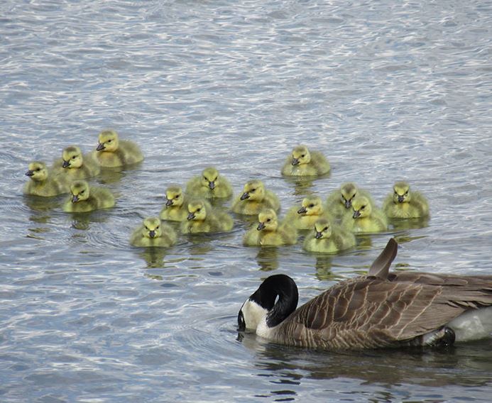 Mother goose takes care of 47 goslings, ensuring their safety 2