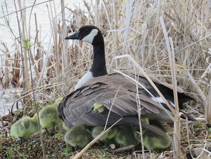 Mother goose takes care of 47 goslings, ensuring their safety 3