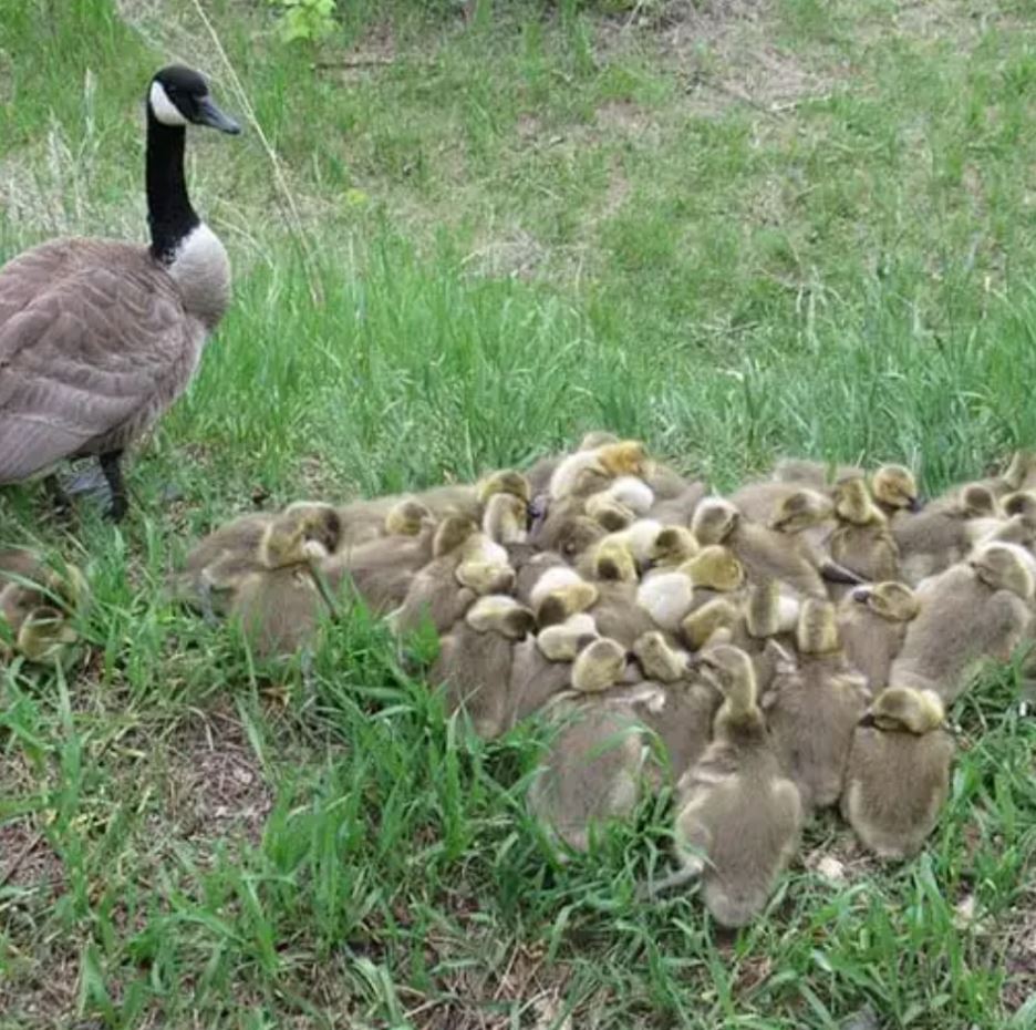 Mother goose takes care of 47 goslings, ensuring their safety 4