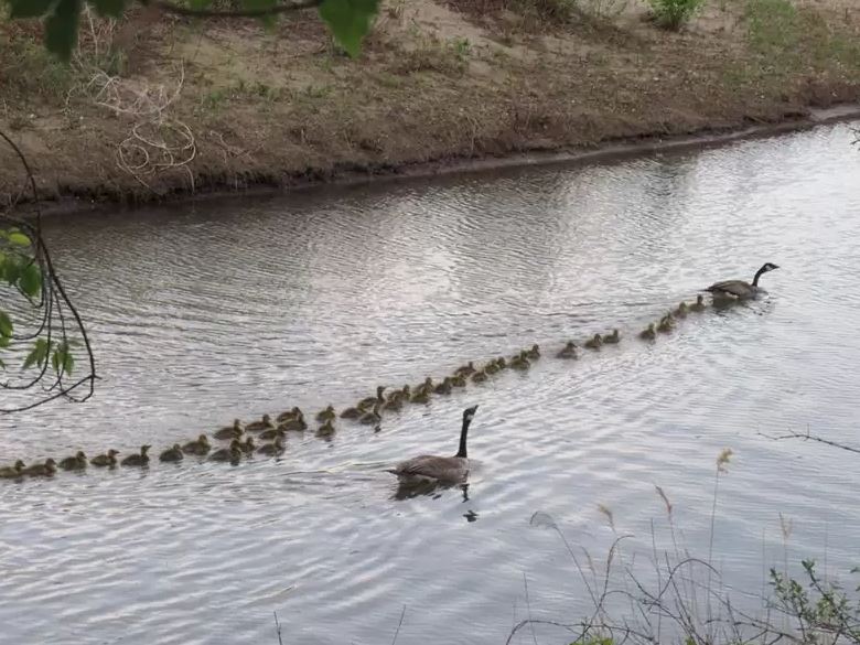 Mother goose takes care of 47 goslings, ensuring their safety 5