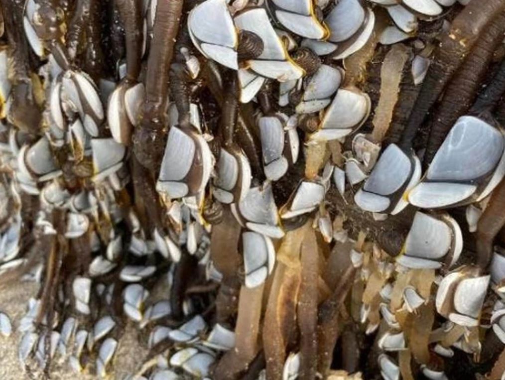 Strange creature-covered log resembling an 'Alien' discovered on beach 3