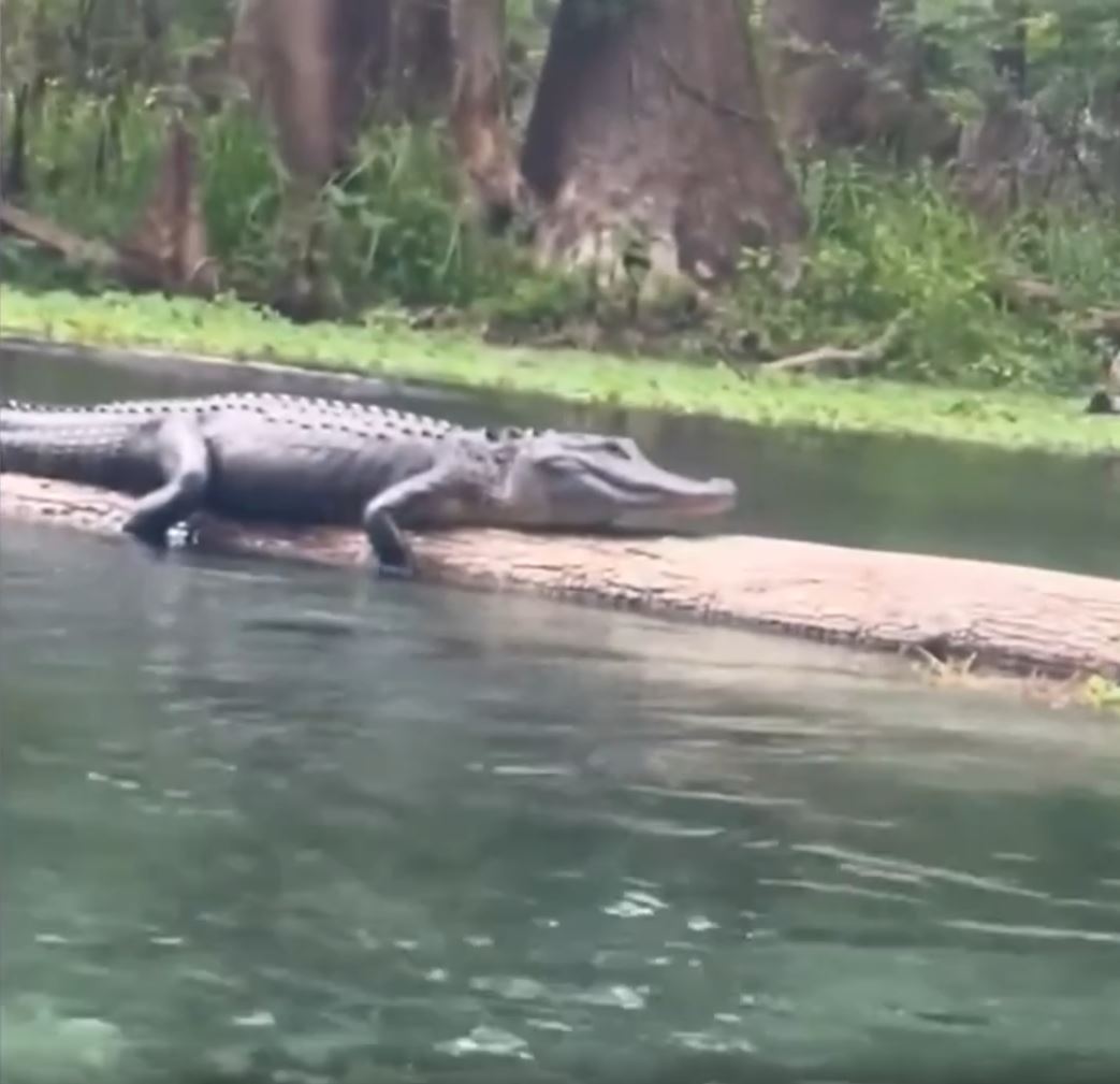 Women's day out in Florida turns scary after encounter with alligator 1