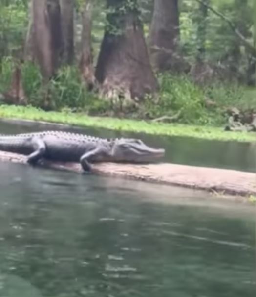 Women's day out in Florida turns scary after encounter with alligator 4