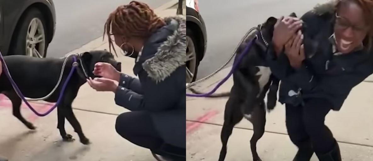 Family dog reunites with beloved owner after one year of being on the streets 4