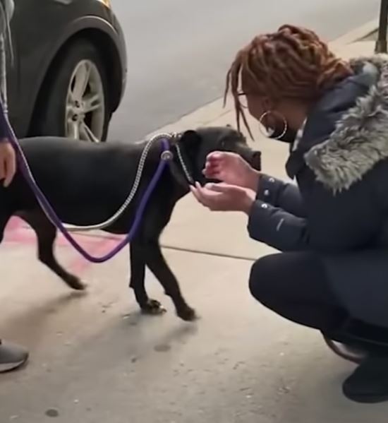 Family dog reunites with beloved owner after one year of being on the streets 2