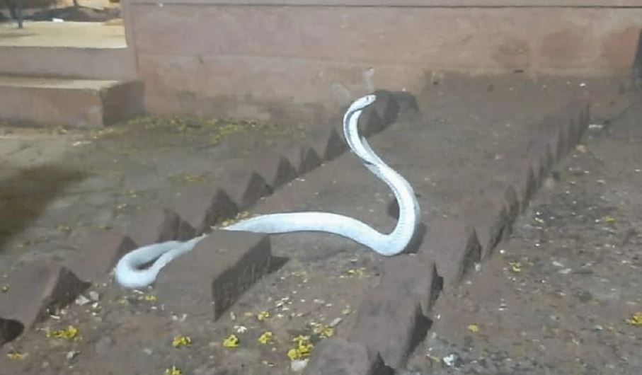 Extremely rare albino cobra spotted in residential area after heavy rain 1