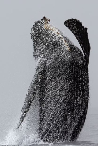 A Humpback whale in California appears to make waves and gesture to passing tourists 1