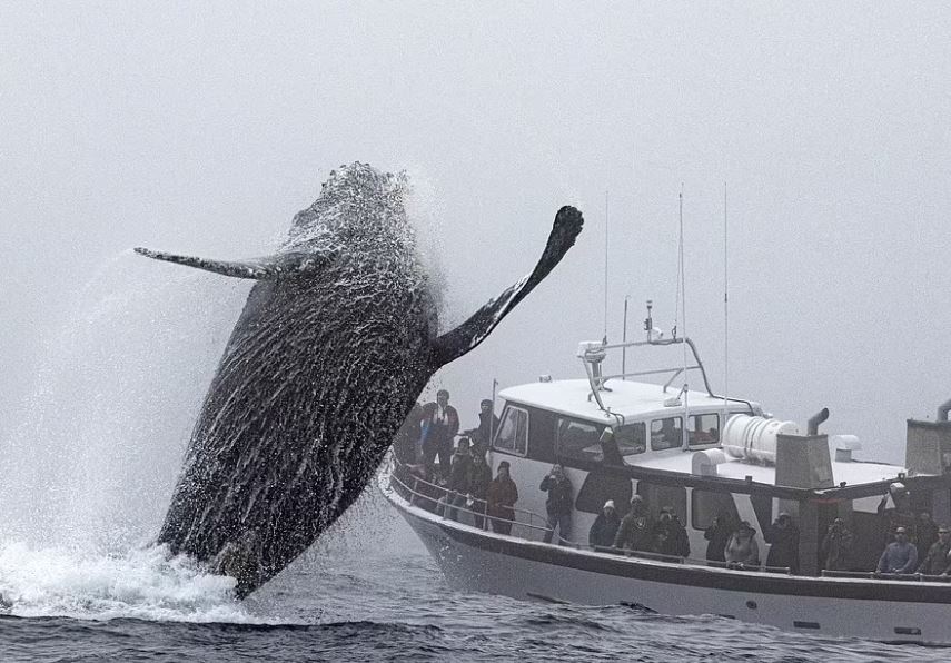 A Humpback whale in California appears to make waves and gesture to passing tourists 4