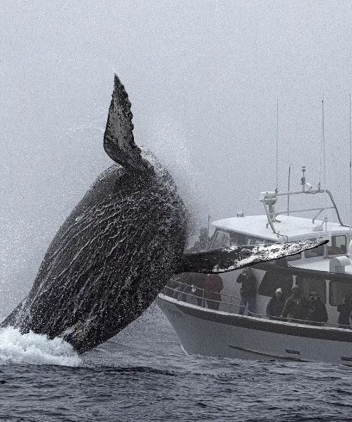 A Humpback whale in California appears to make waves and gesture to passing tourists 3