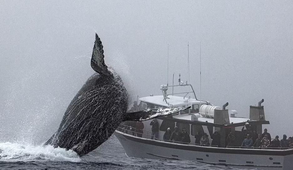 A Humpback whale in California appears to make waves and gesture to passing tourists 2
