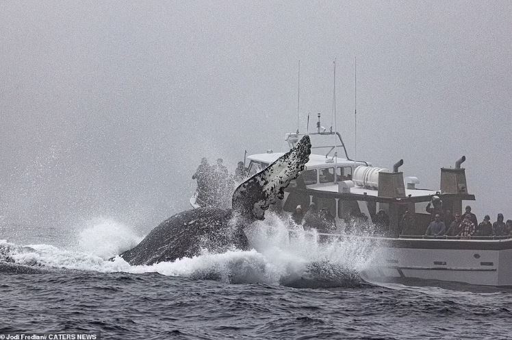 A Humpback whale in California appears to make waves and gesture to passing tourists 5