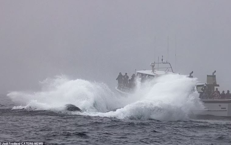 A Humpback whale in California appears to make waves and gesture to passing tourists 6