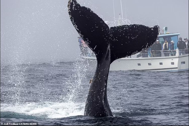 A Humpback whale in California appears to make waves and gesture to passing tourists 7