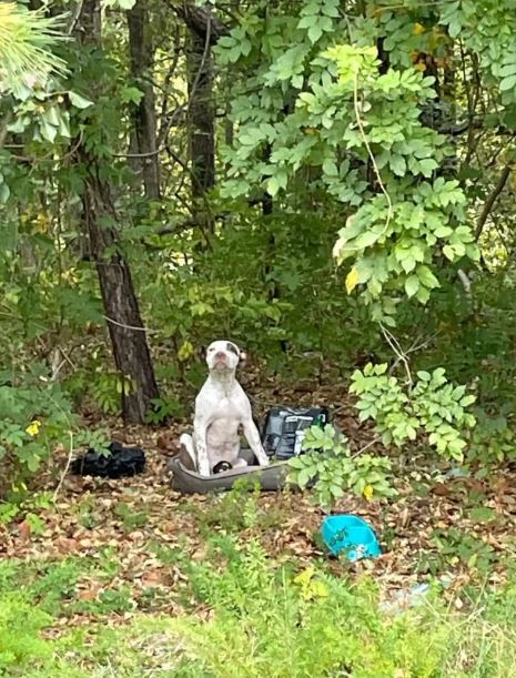 Abandoned puppy left in the woods with his belongings waiting for help 1