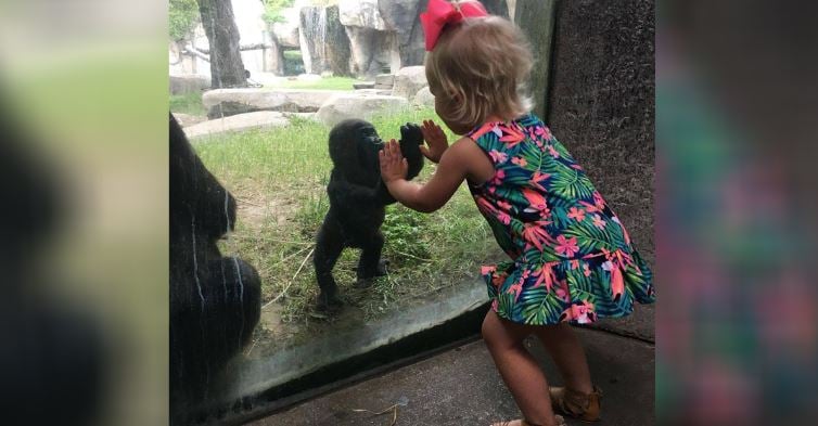 Adorable baby gorilla plays pattycake with little girl, wins hearts of millions at the zoo 1