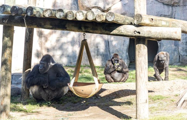 Adorable baby gorilla plays pattycake with little girl, wins hearts of millions at the zoo 2