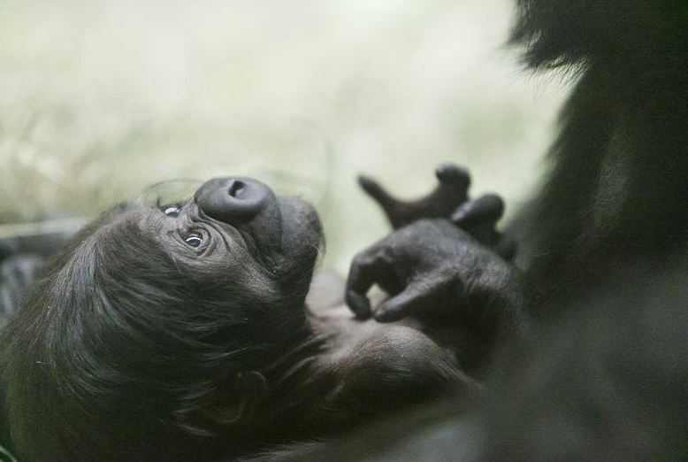 Adorable baby gorilla plays pattycake with little girl, wins hearts of millions at the zoo 3