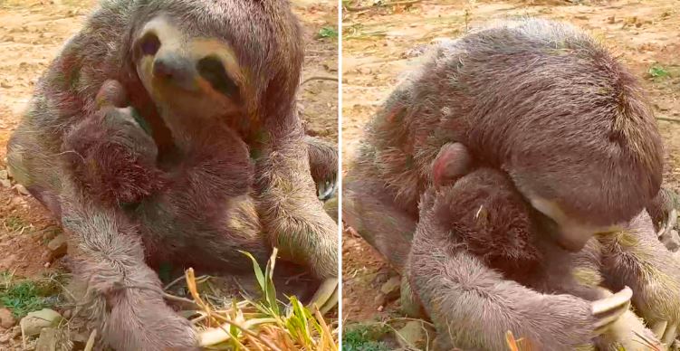 Excited mama sloth reunites with her baby 1