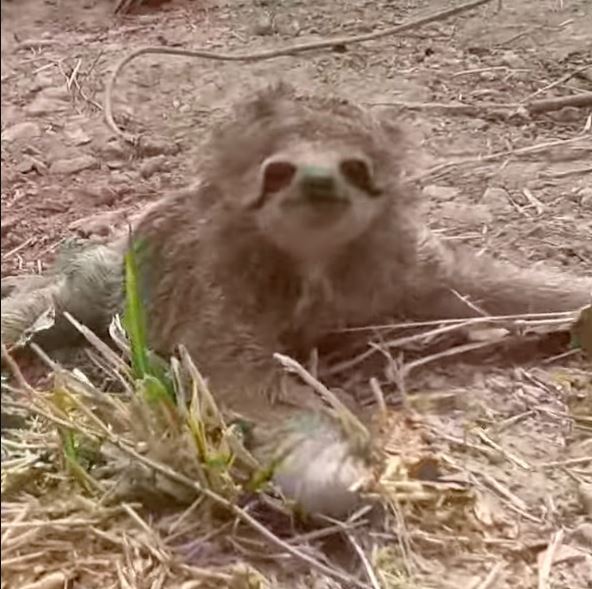 Excited mama sloth reunites with her baby 3