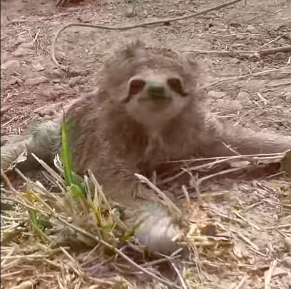 Excited mama sloth reunites with her baby