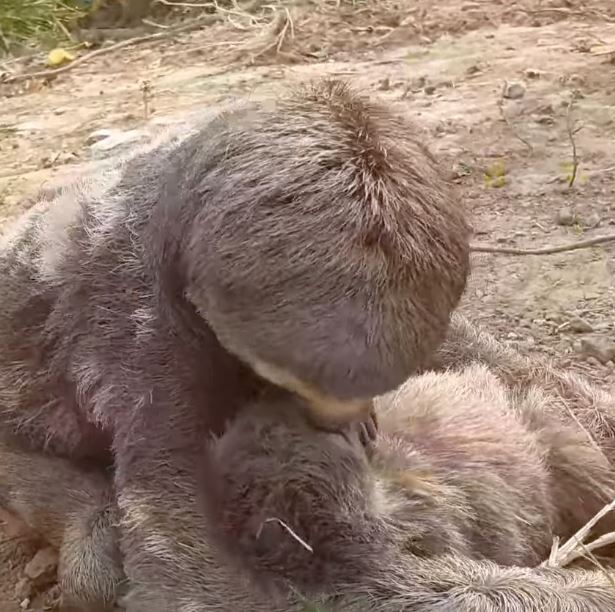 Excited mama sloth reunites with her baby 4