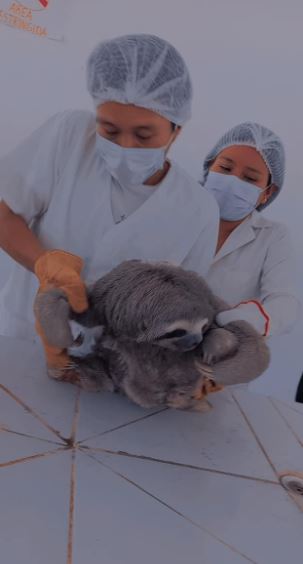 Excited mama sloth reunites with her baby 6