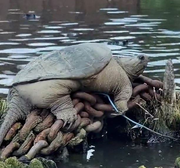 Spot giant snapping turtle 'Chonkosaurus' relaxing along Chicago waterways 2