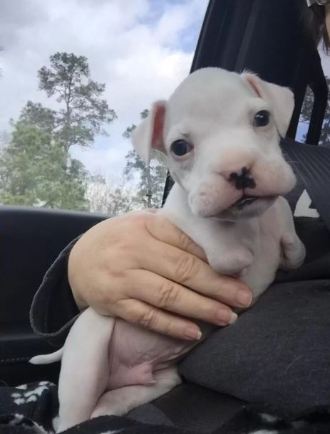 Two-legged dog captivates millions as he is cuddled in his dad's arms 1