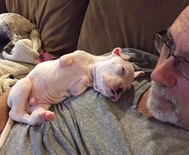 Two-legged dog captivates millions as he is cuddled in his dad's arms 4