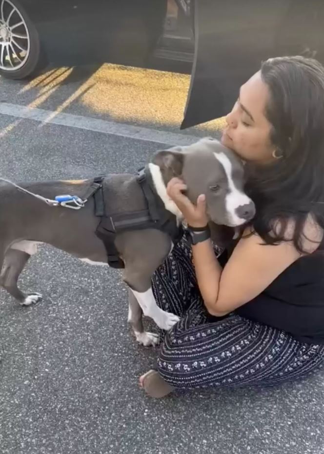 Dog Reunites With Owner After 2-Year Disappearance, Jumps Into Her Arms