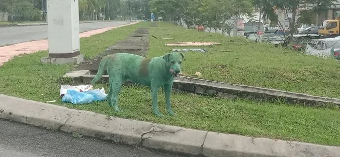 Heartbroken stray dog discovered in tears after being painted green by vandals 1
