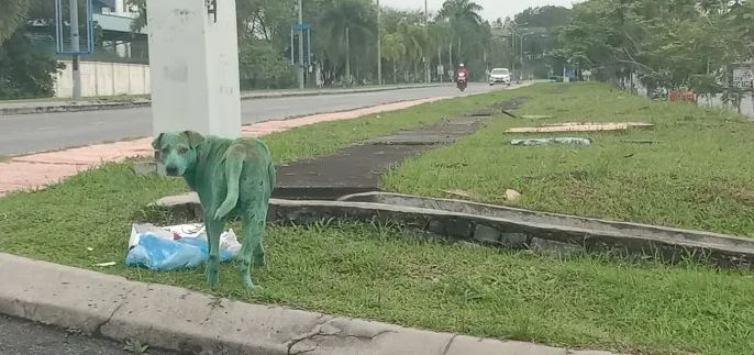 Heartbroken stray dog discovered in tears after being painted green by vandals 2