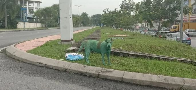Heartbroken stray dog discovered in tears after being painted green by vandals 3
