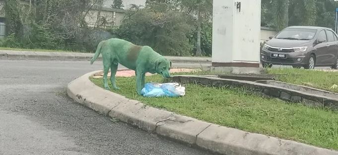 Heartbroken stray dog discovered in tears after being painted green by vandals 4