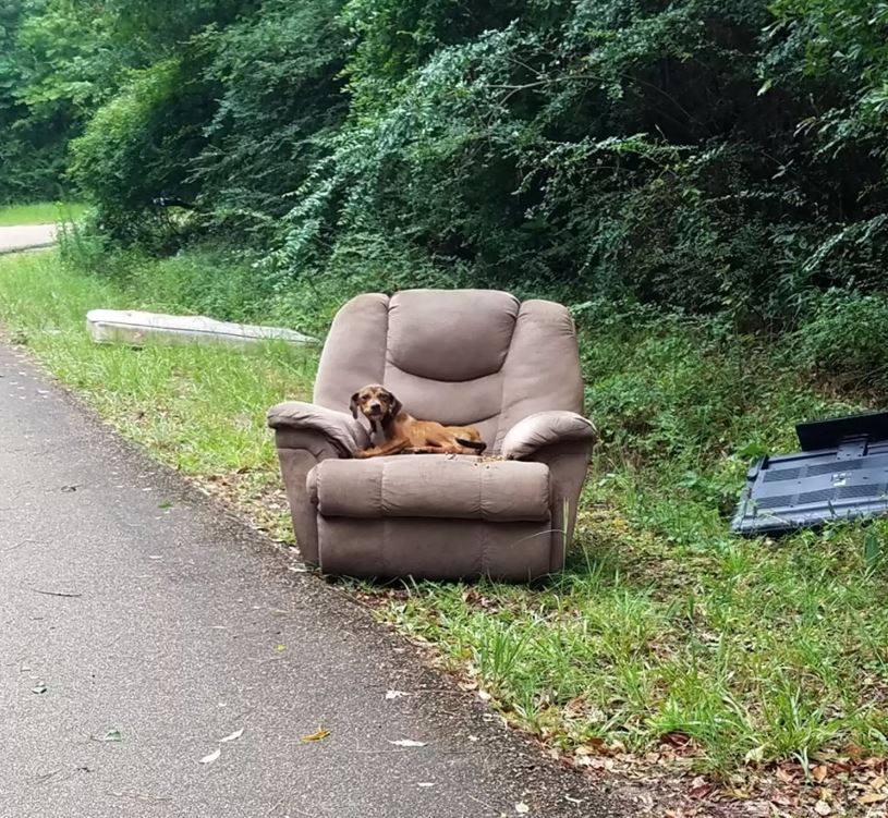 Abandoned puppy clings to hope for a week, awaits owner's return alongside chair and TV 2