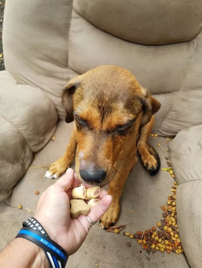 Abandoned puppy clings to hope for a week, awaits owner's return alongside chair and TV 3